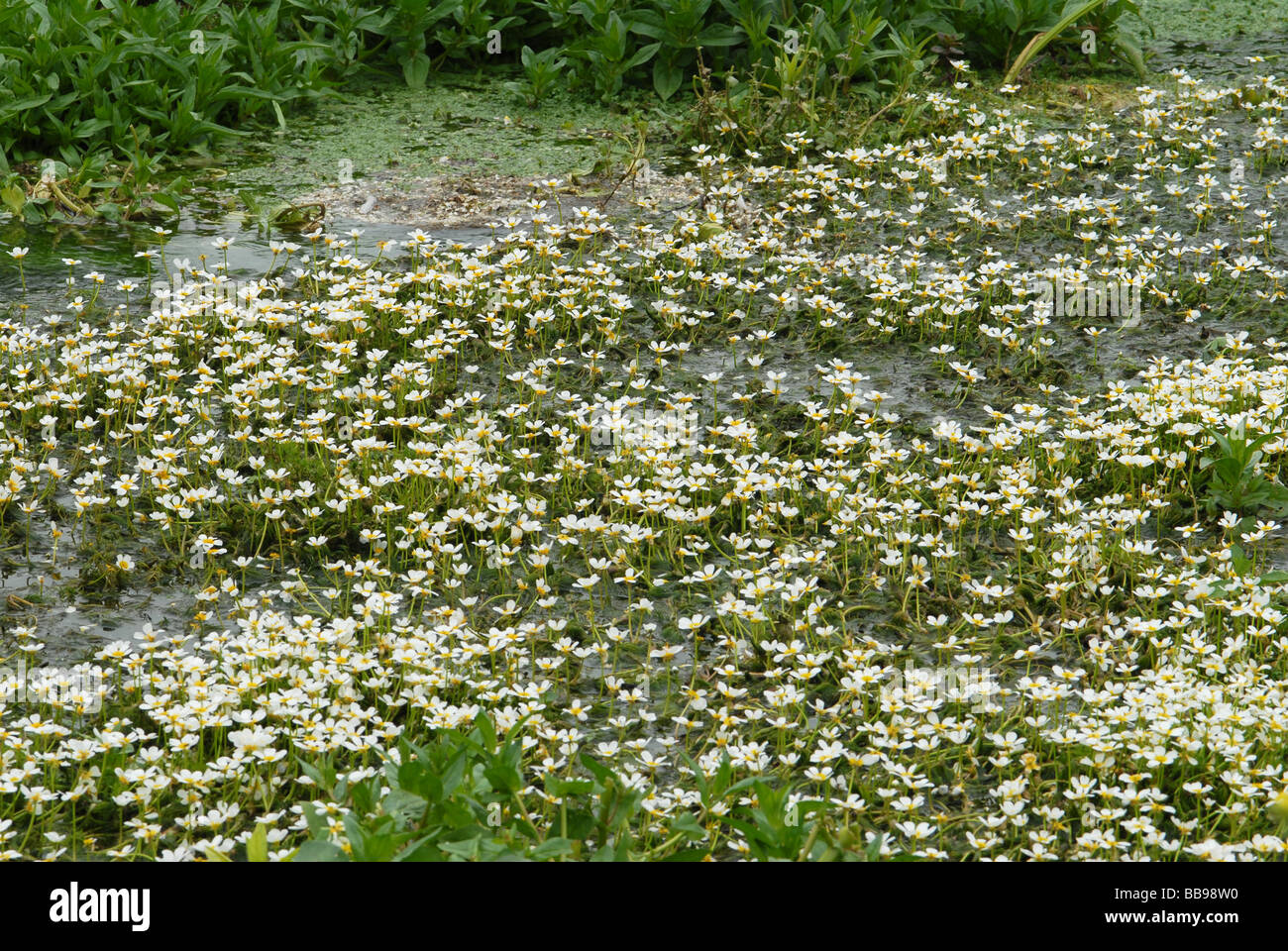 A mass of Water Crowfoot in a stream Stock Photo