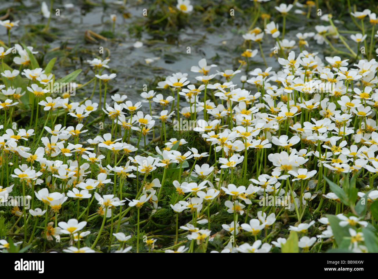 A mass of Water Crowfoot in a stream Stock Photo