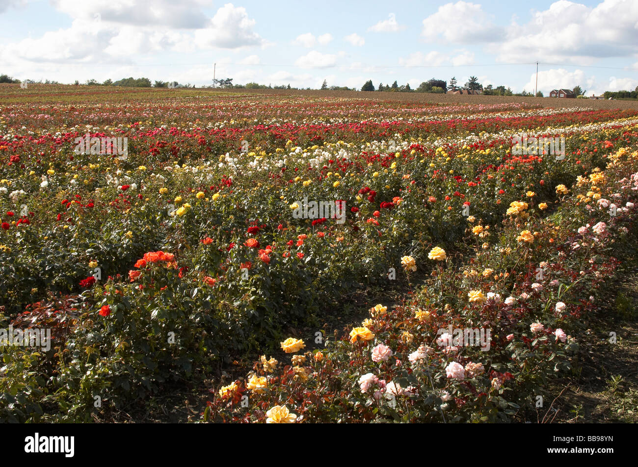 A field of roses on a rose nursery in the countryside Stock Photo - Alamy