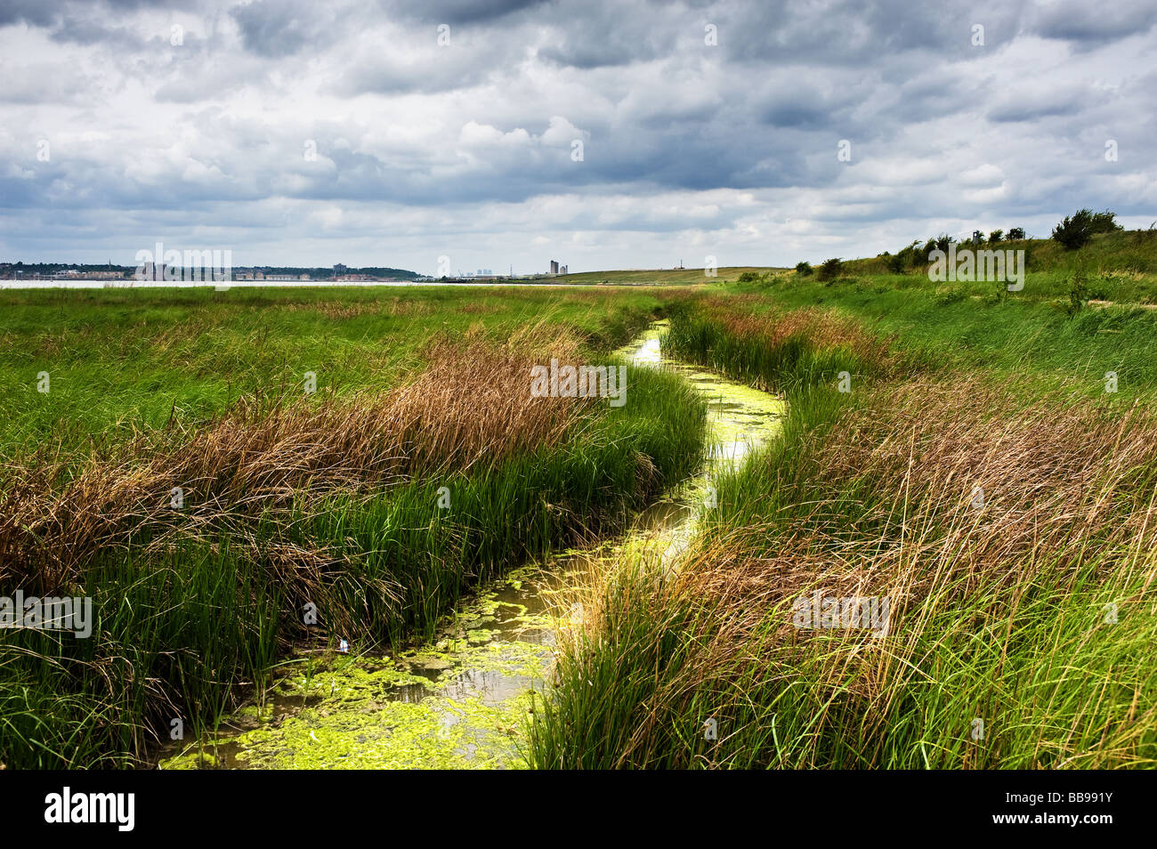 A water filled ditch on the Essex foreshore of the Thames Stock Photo