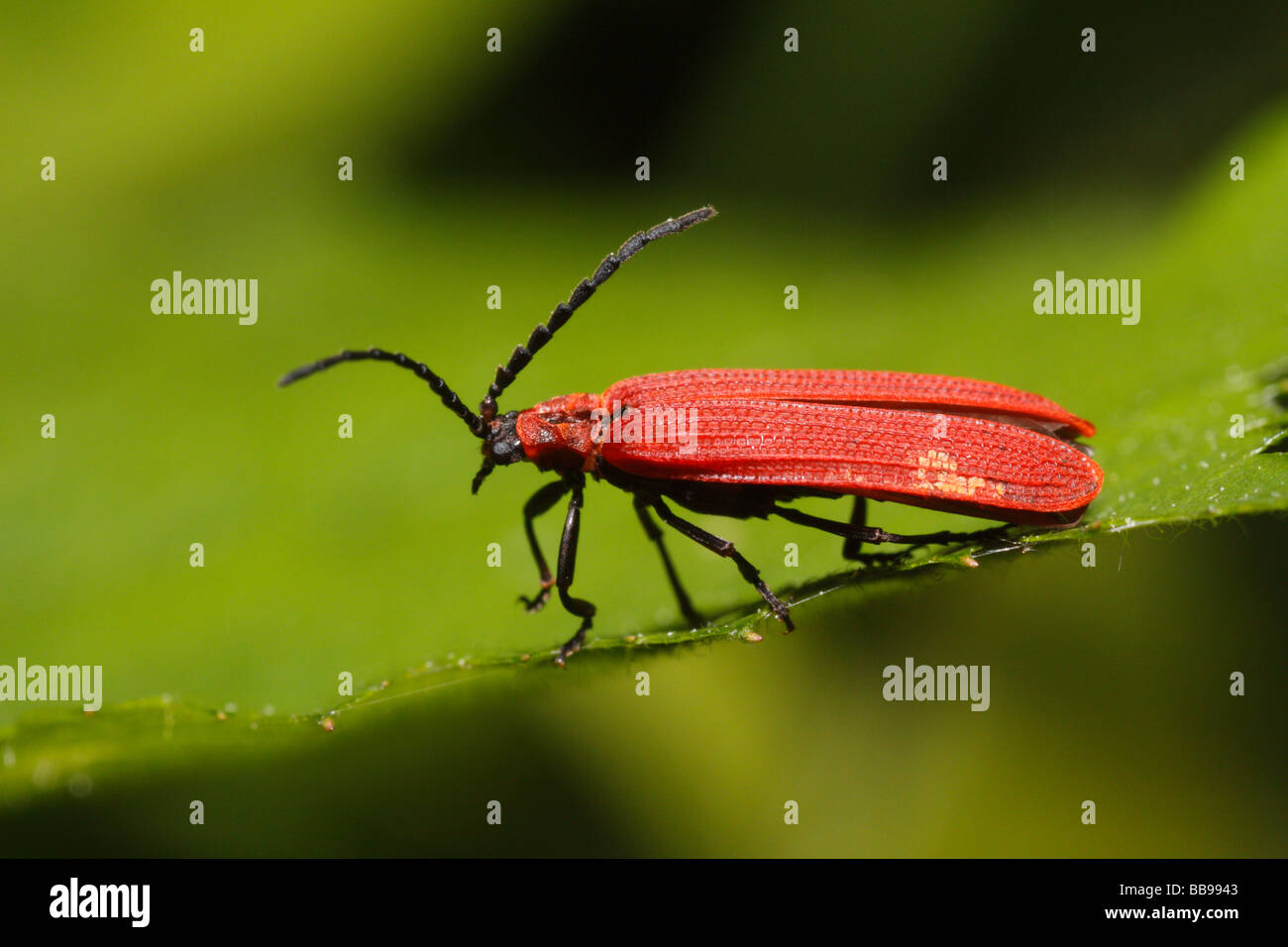 Dictyoptera aurora, a net-winged beetle Stock Photo