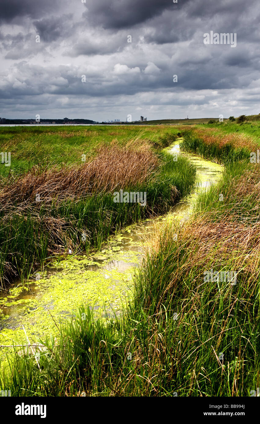 A water filled ditch on the Essex foreshore of the Thames Stock Photo