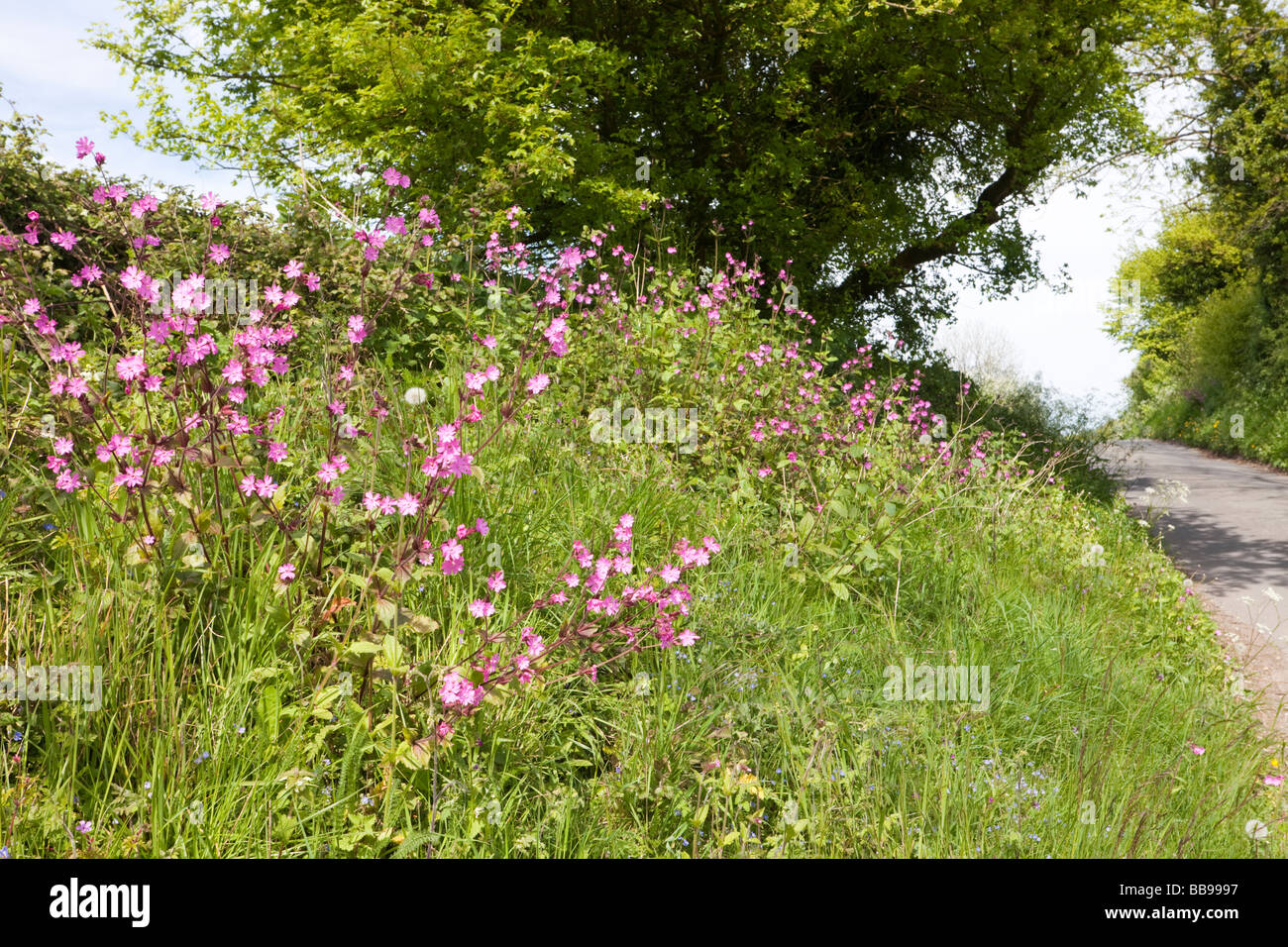 Roadside verge verges flowers hi-res stock photography and images - Alamy