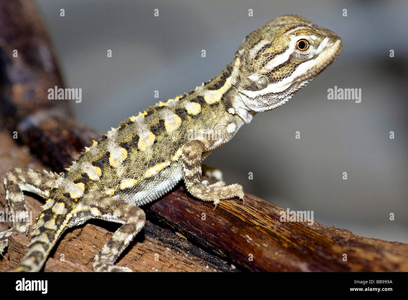 young bearded dragon Stock Photo Alamy