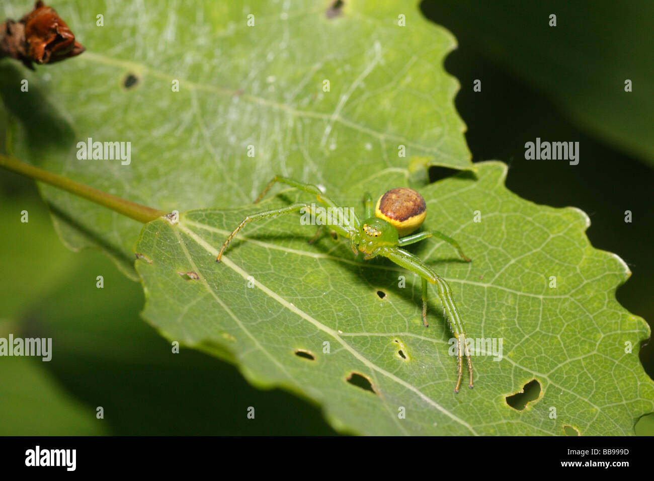 Diaea dorsata, a crab spider species Stock Photo Alamy