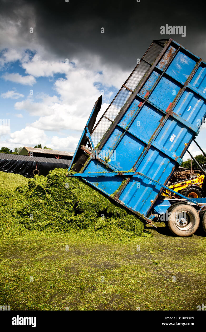 Silage clamp dairy farm hi-res stock photography and images - Alamy