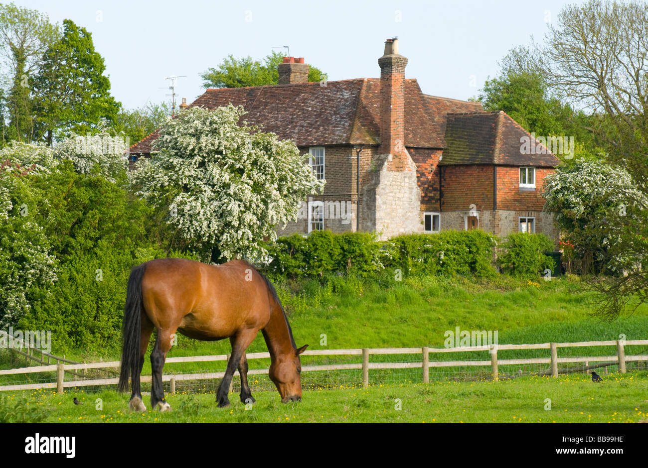 Horse grazing in field in front of brick farmhouse. Maidstone, Kent