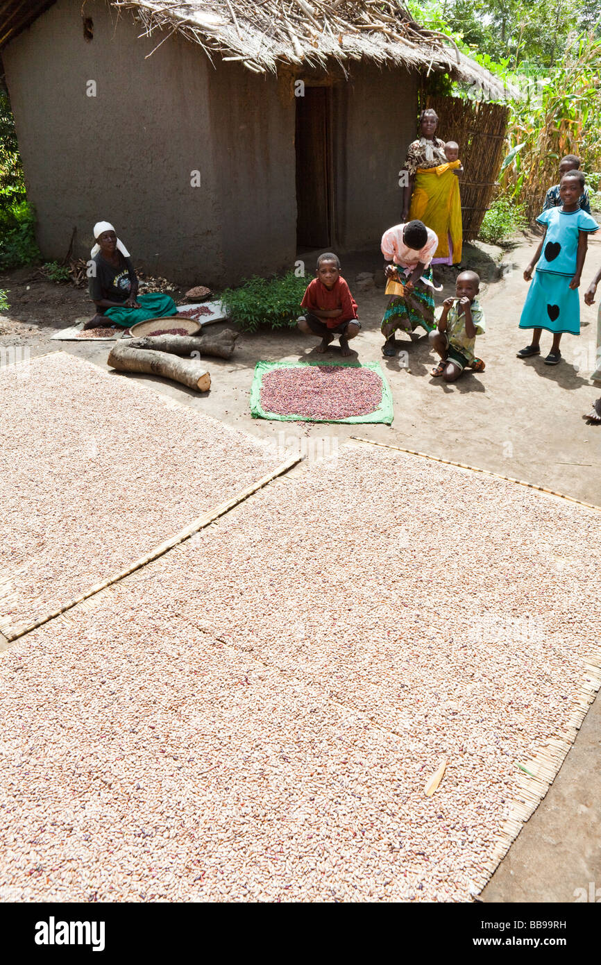 Soya beans spread out to dry in the sun in the village of Nyombe