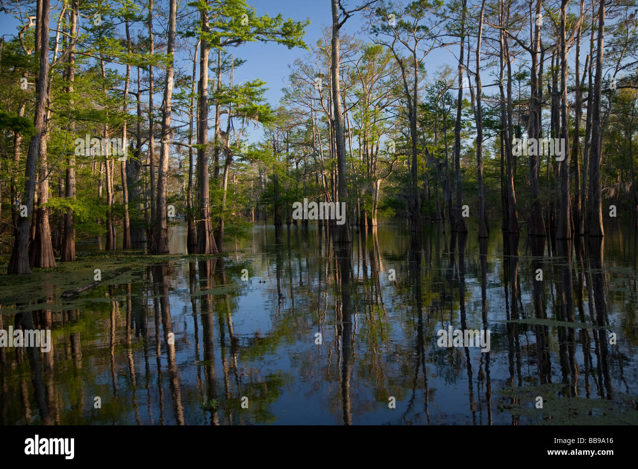 Bayou Sorrel Louisiana A cypress tupelo forest in the Atchafalaya River Basin Stock Photo