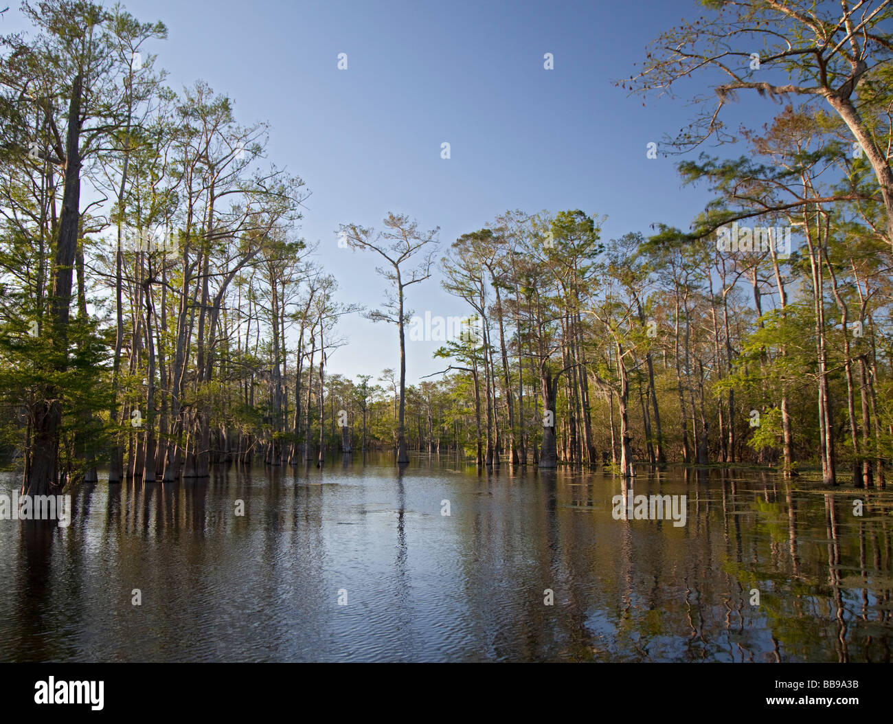 Bayou Sorrel Louisiana A cypress tupelo forest in the Atchafalaya River