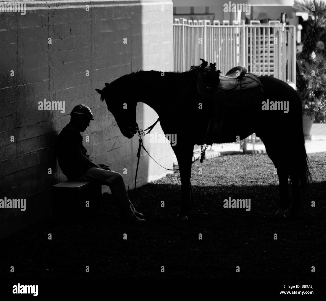 Horse and his handler Stock Photo Alamy