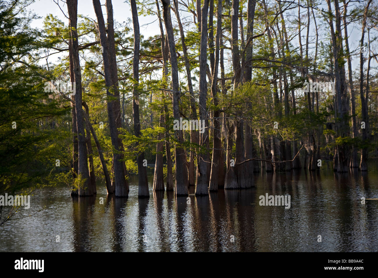 Bayou Sorrel Louisiana A cypress tupelo forest in the Atchafalaya River Basin Stock Photo