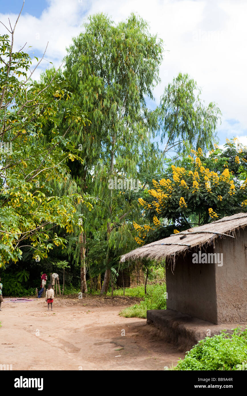 Eucalyptus and acacia trees in the village of Nyombe, Malawi, Africa Stock Photo