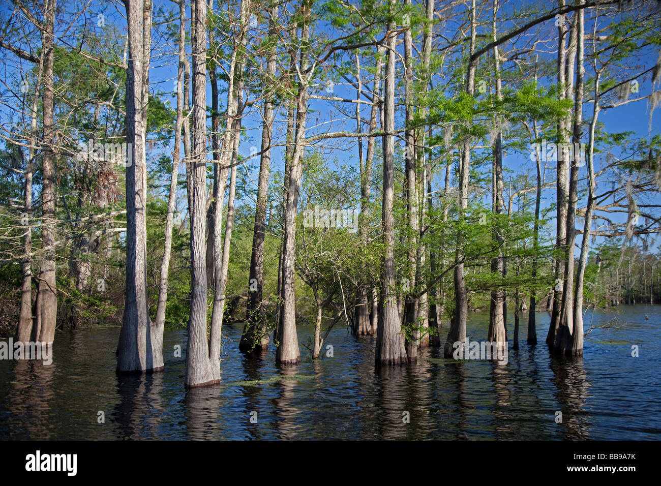 Bayou Sorrel Louisiana A cypress tupelo forest in the Atchafalaya River