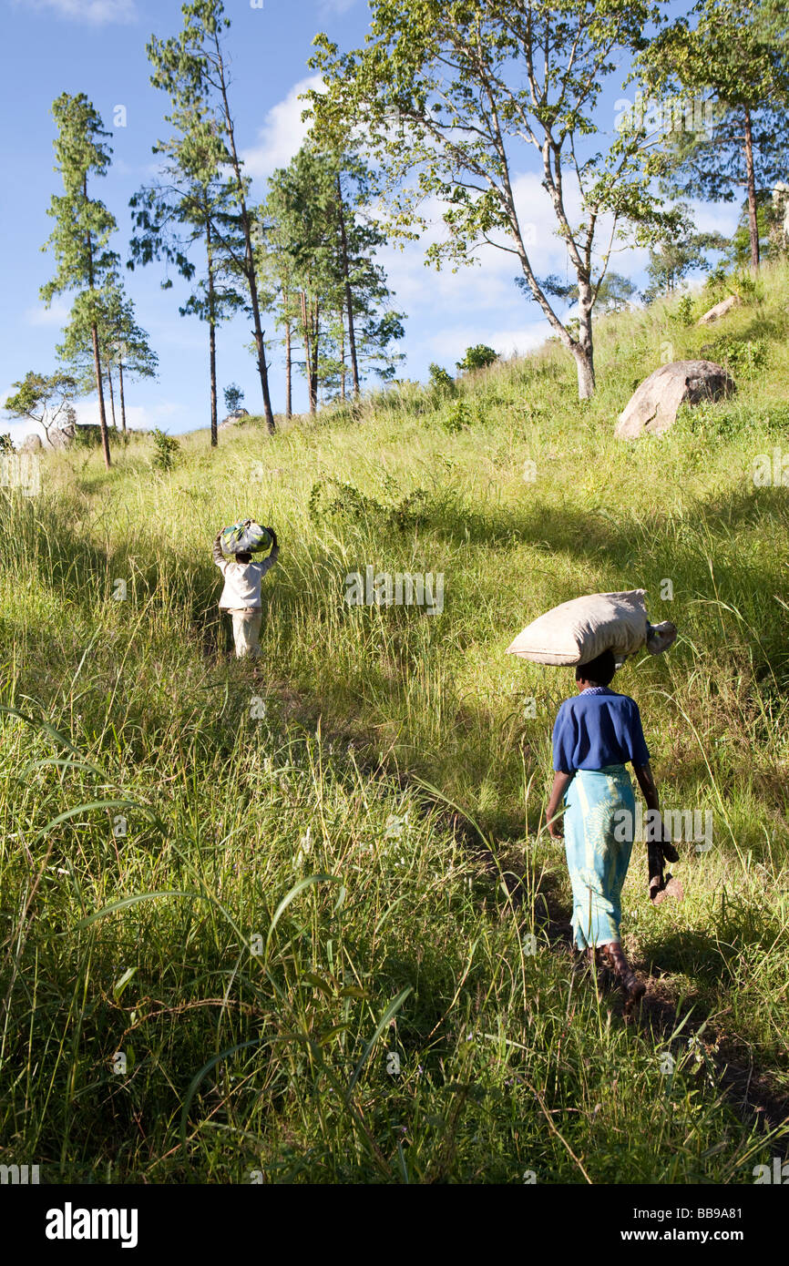 Two women carrying loads on their heads in the foothills of Dedza Mountain, Dedza, Malawi, Africa Stock Photo