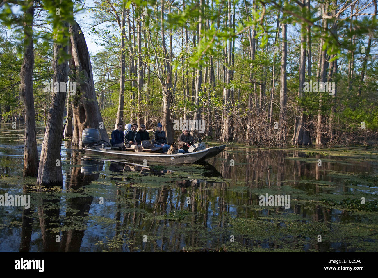 Tourists visit a cypress tupelo forest in the Atchafalaya River Basin Stock Photo