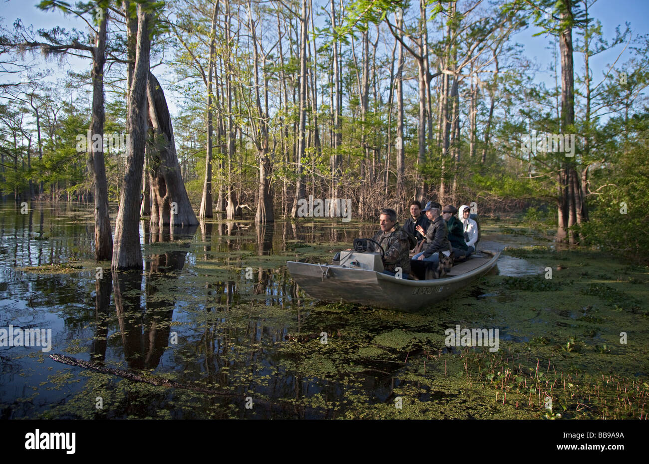Tourists visit a cypress tupelo forest in the Atchafalaya River Basin Stock Photo