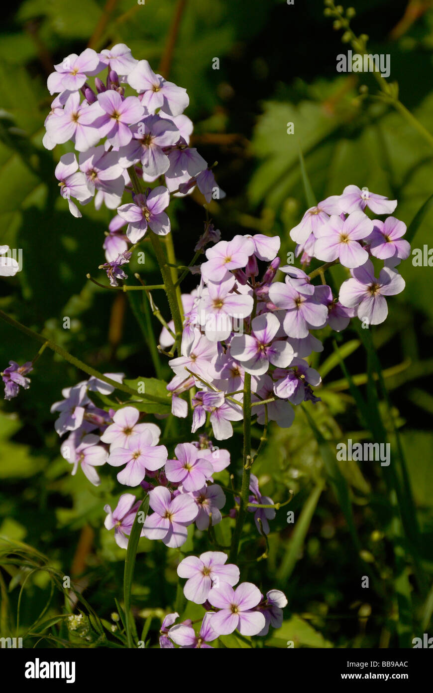a bunch of little purple wild flowers Stock Photo - Alamy