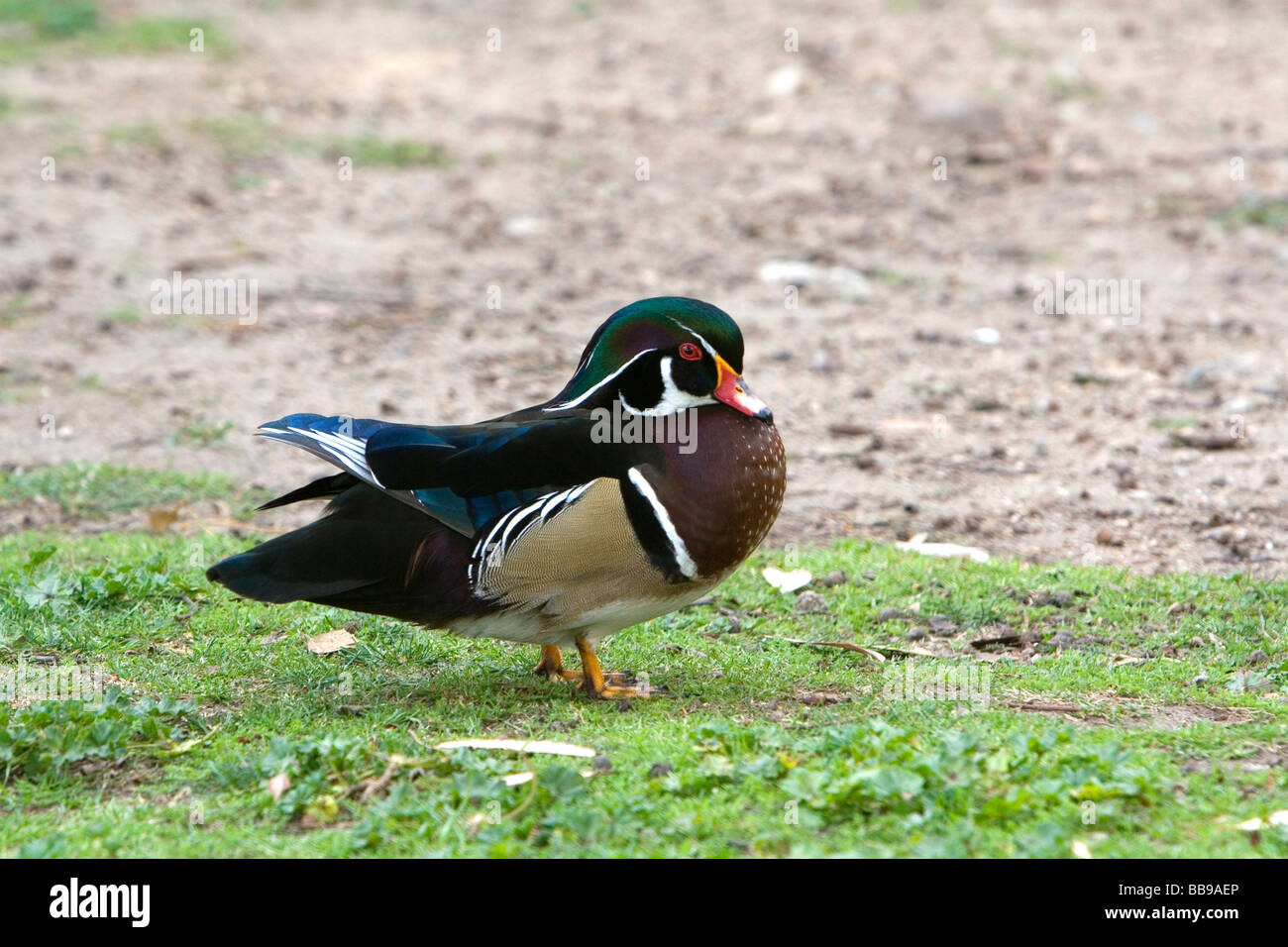 Male wood duck at the Los Angeles County Arboretum and Botanical Garden in Arcadia California USA  Stock Photo