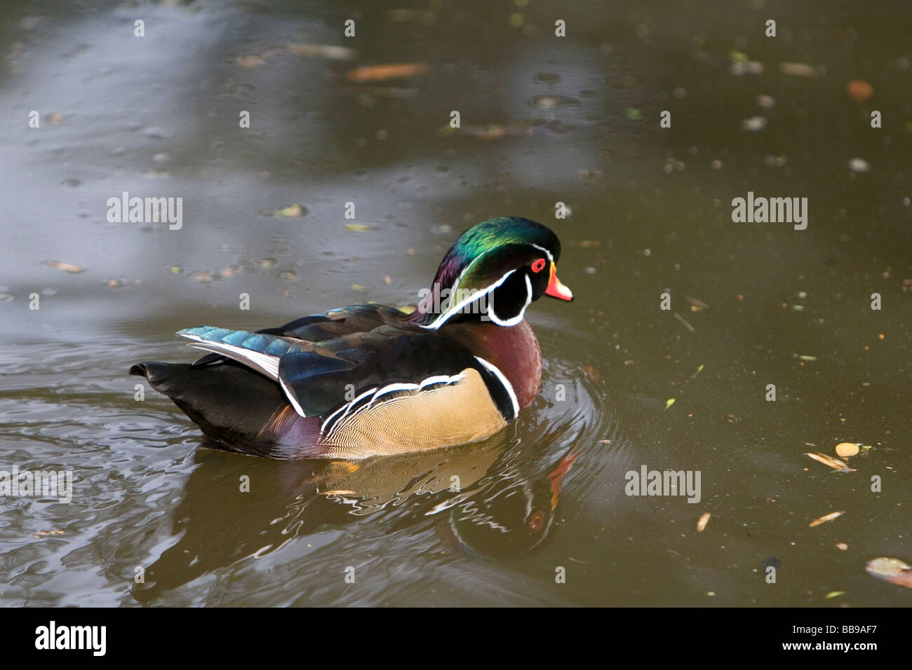 Male wood duck at the Los Angeles County Arboretum and Botanical Garden in Arcadia California USA  Stock Photo