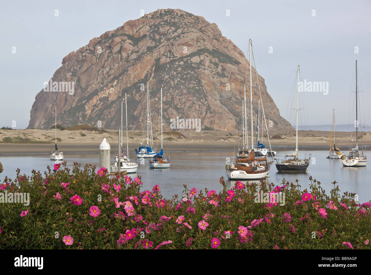 Morro Bay, San Luis Obispo County, CA: Blooming rock rose at Morro Bay with Morro rock and moored boats in the distance Stock Photo