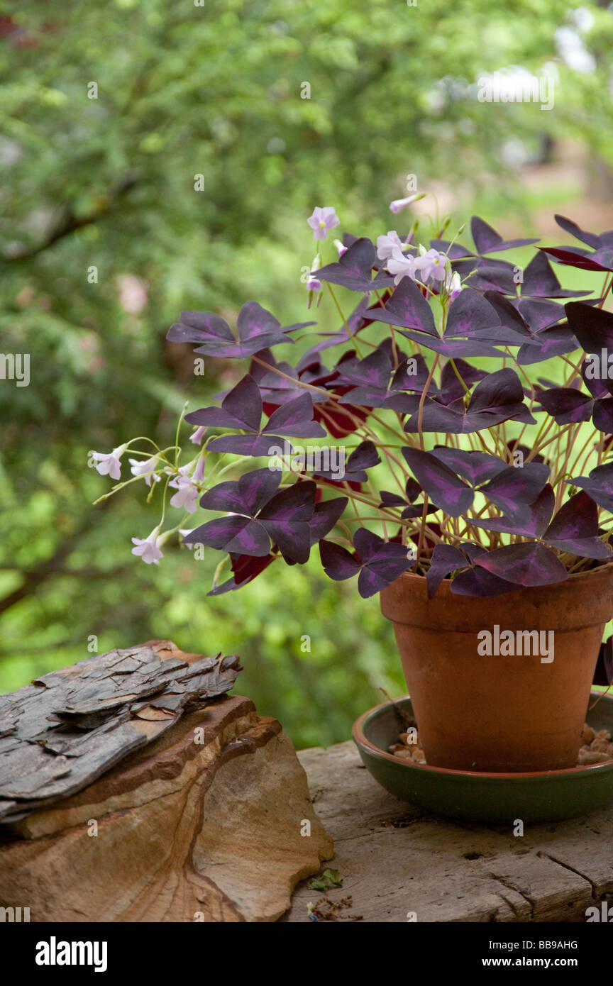 clay pot sitting on a rock bench containing a blooming irish shamrock plant Stock Photo