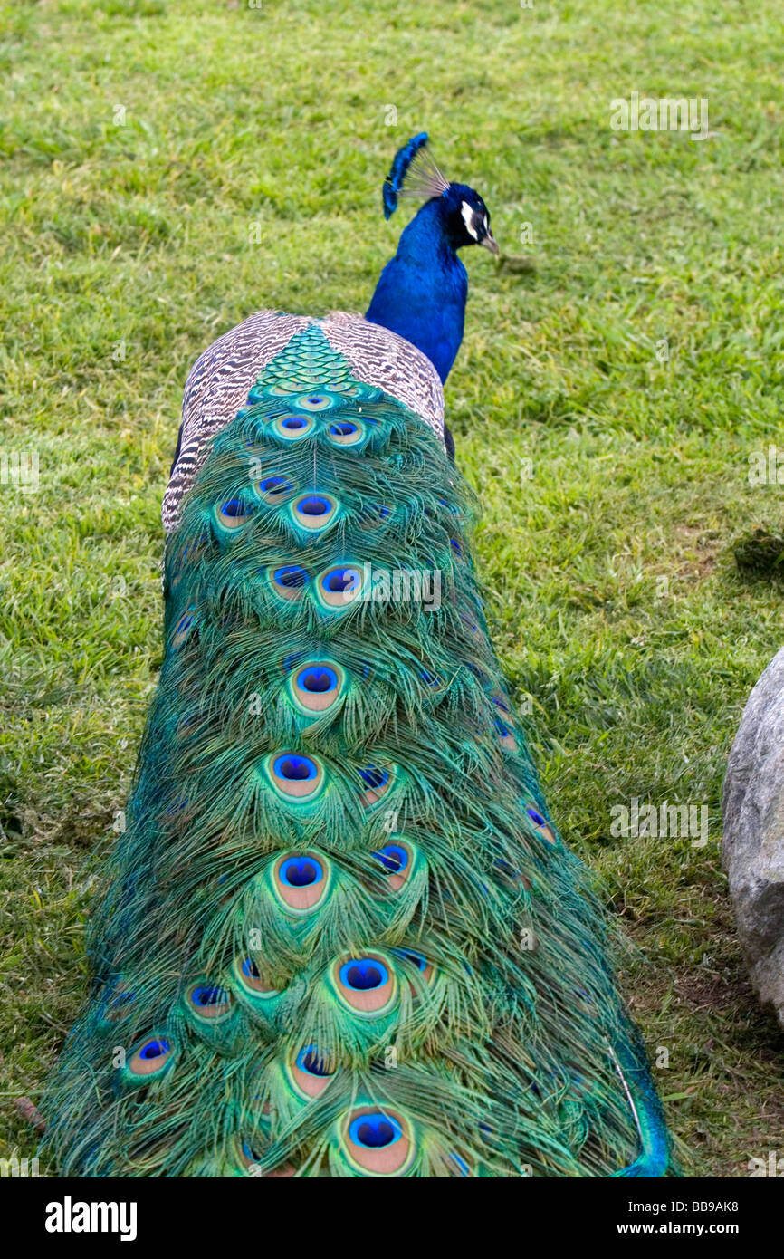 Indian Blue Peacock at the Los Angeles County Arboretum and Botanical Garden in Arcadia California USA  Stock Photo