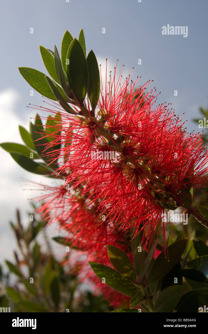 Callistemon Bottle Brush plant Myrtaceae native of Australia and