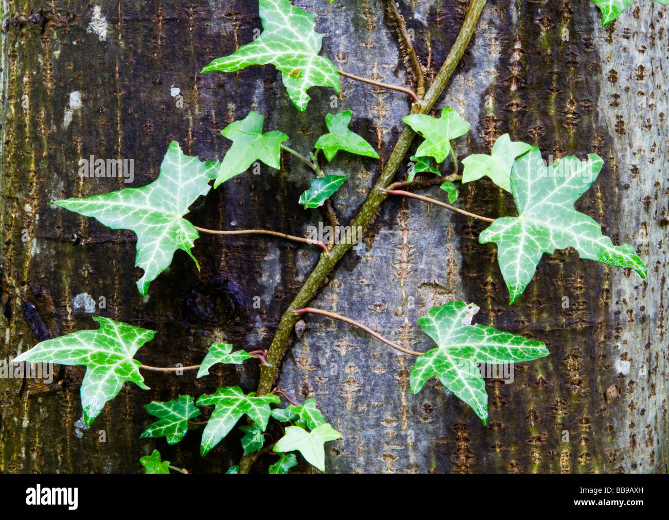 Ivy Growing on a Tree Stock Photo Alamy