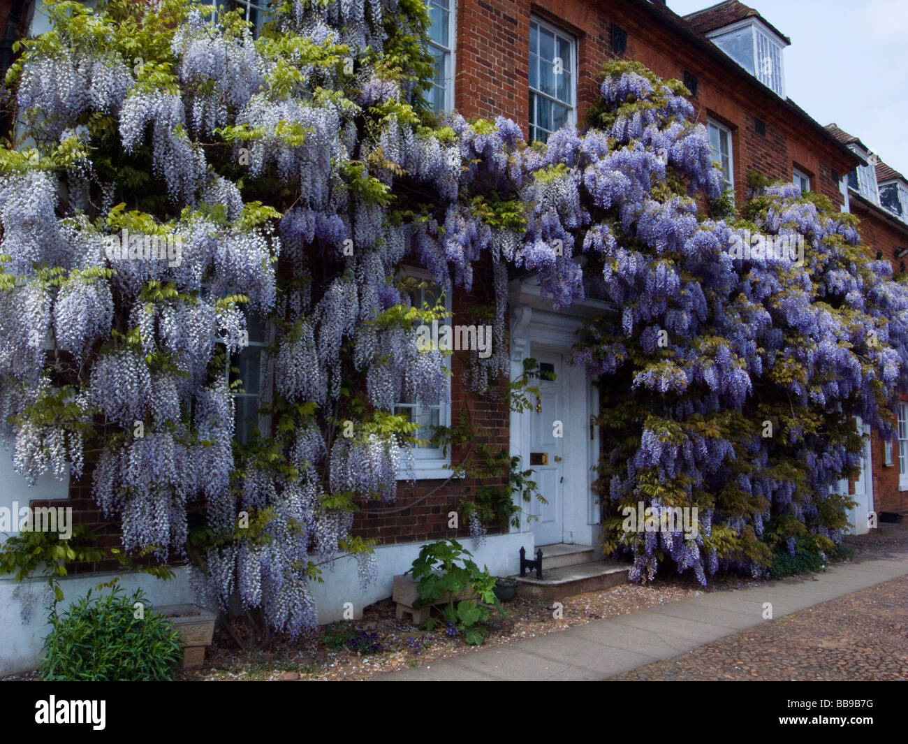 Wisteria on building hi-res stock photography and images - Alamy