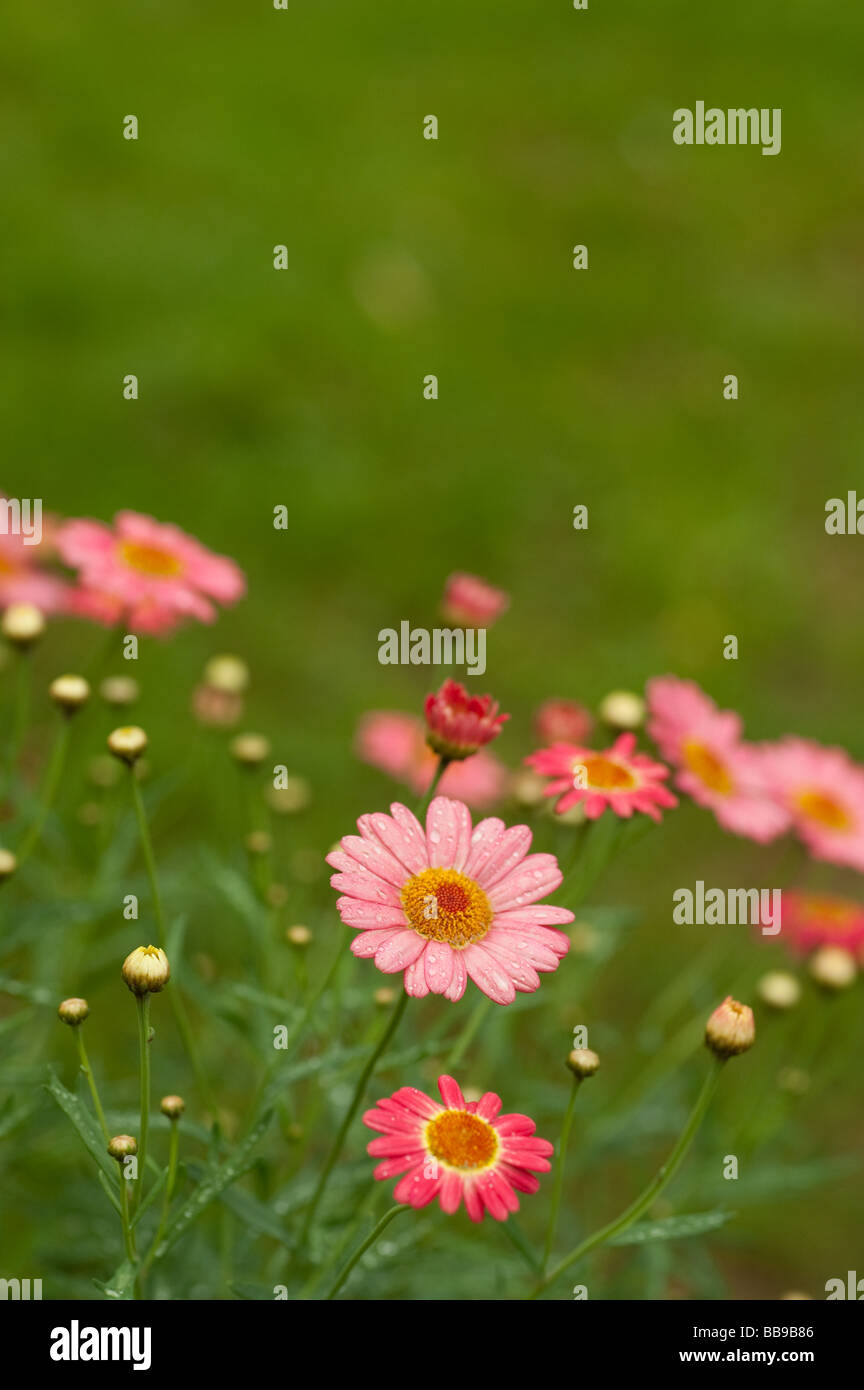 pink daisy type flowers in meadow with room for copy at top of vertical image Stock Photo