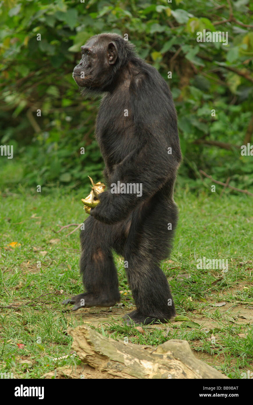 Chimpanzee (Pan troglodytes) with jacfruit. Stock Photo