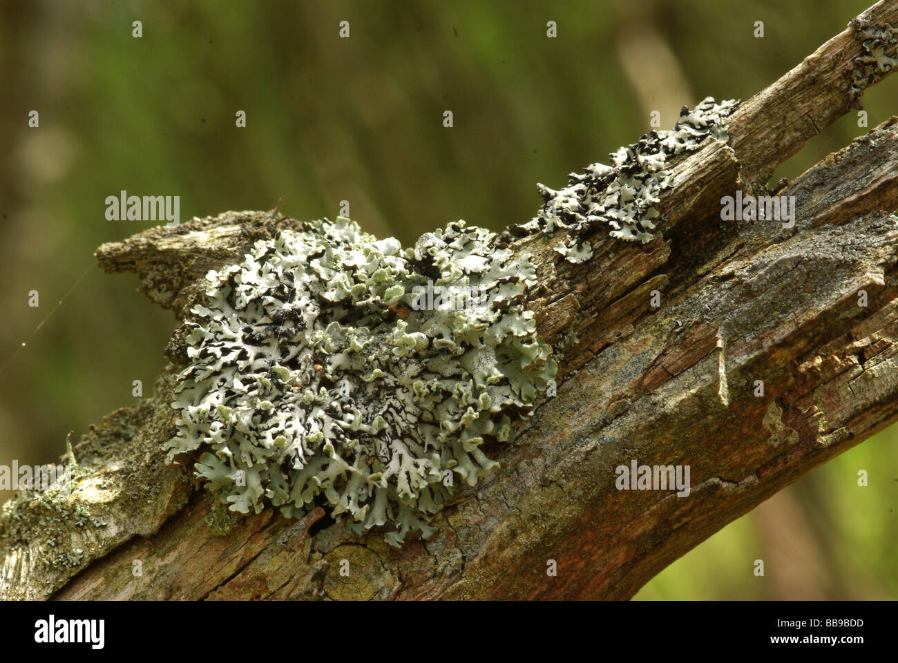 A lichen - Hypogymnia physodes Stock Photo