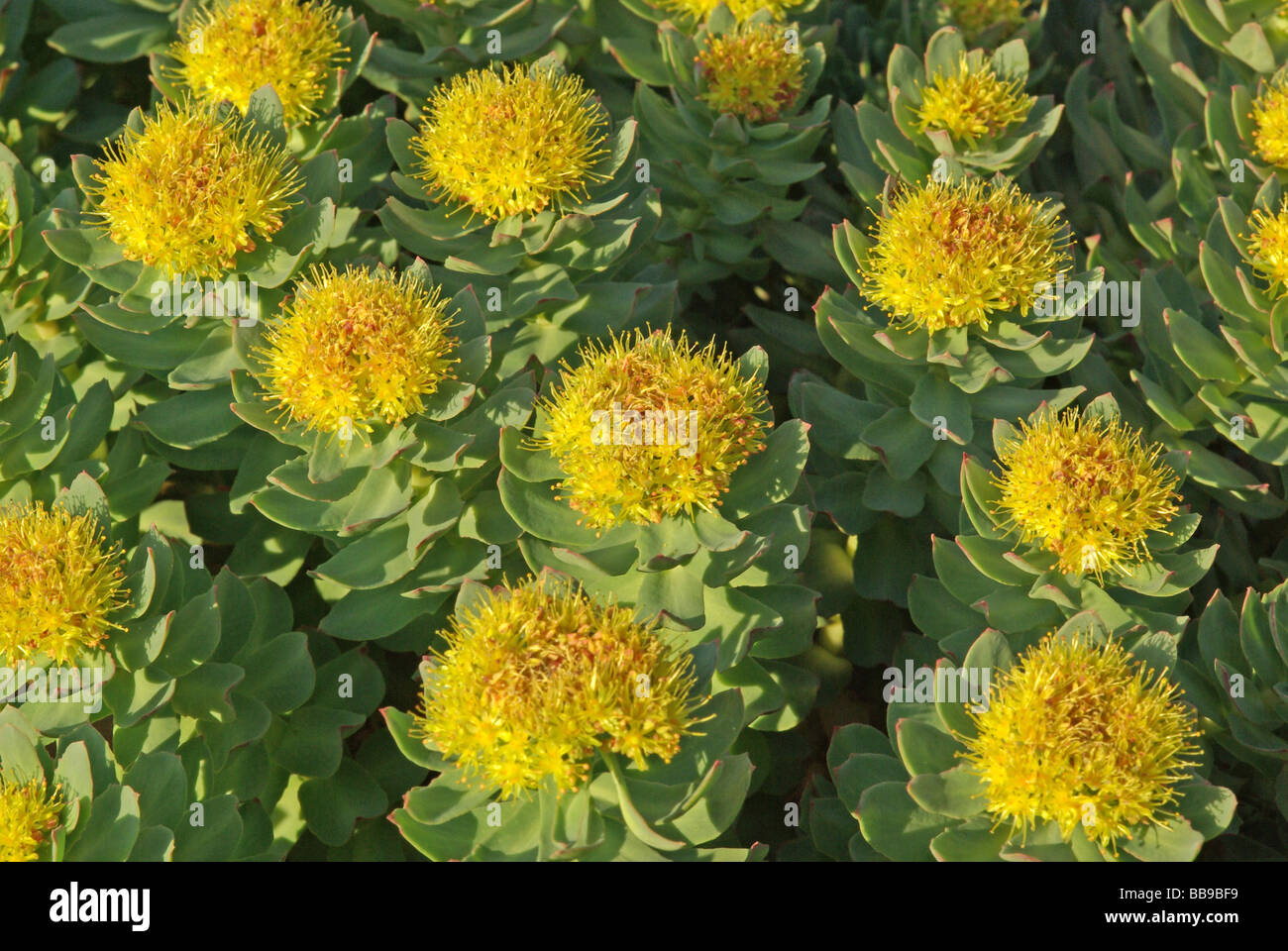 Roseroot - Sedum rosea Stock Photo - Alamy