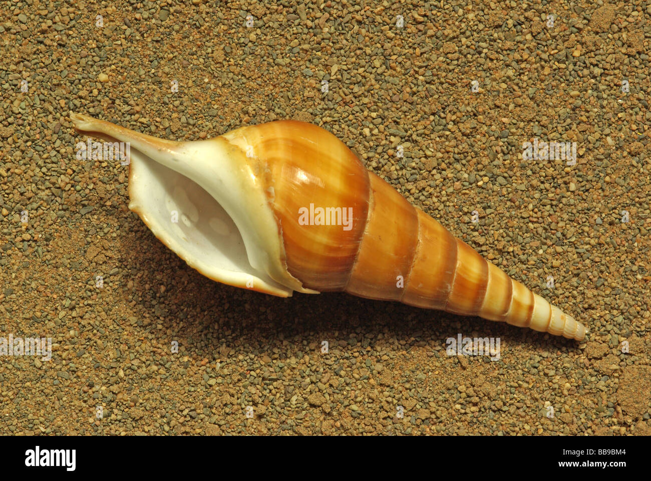 Tibia insulae chorab Stock Photo