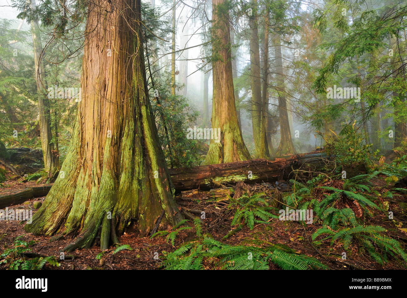 Remnant old growth cedar trees lighthouse park west vancouver british