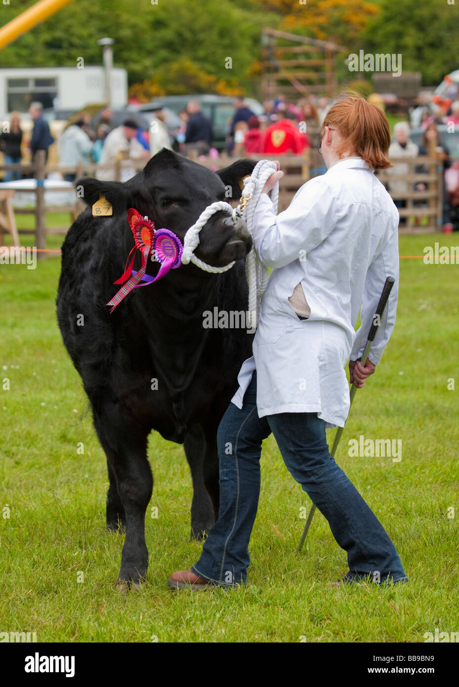 Best of show bull: a Limousin cross-breed, with its handler. Stock Photo