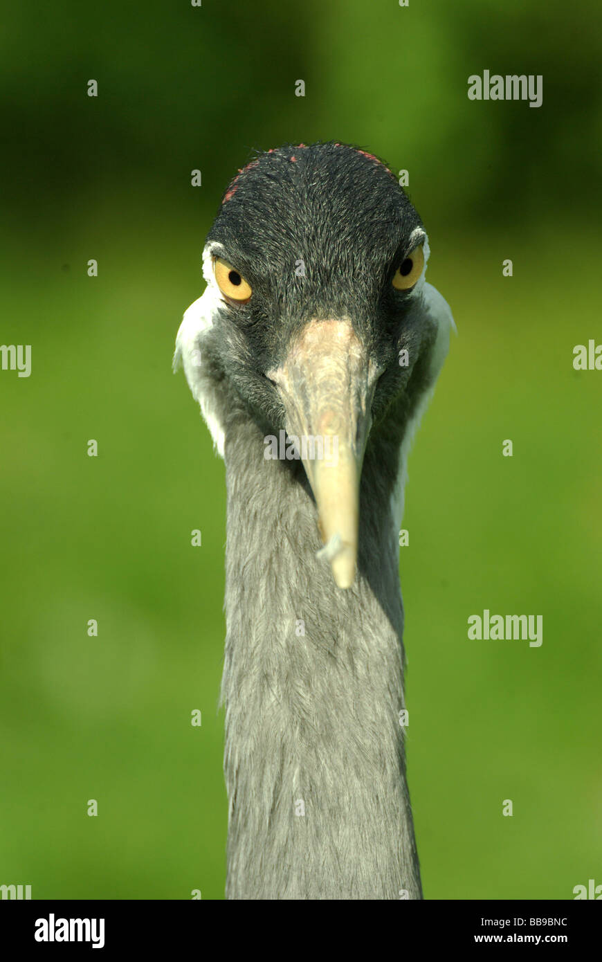 Eurasian Crane - Grus grus Stock Photo