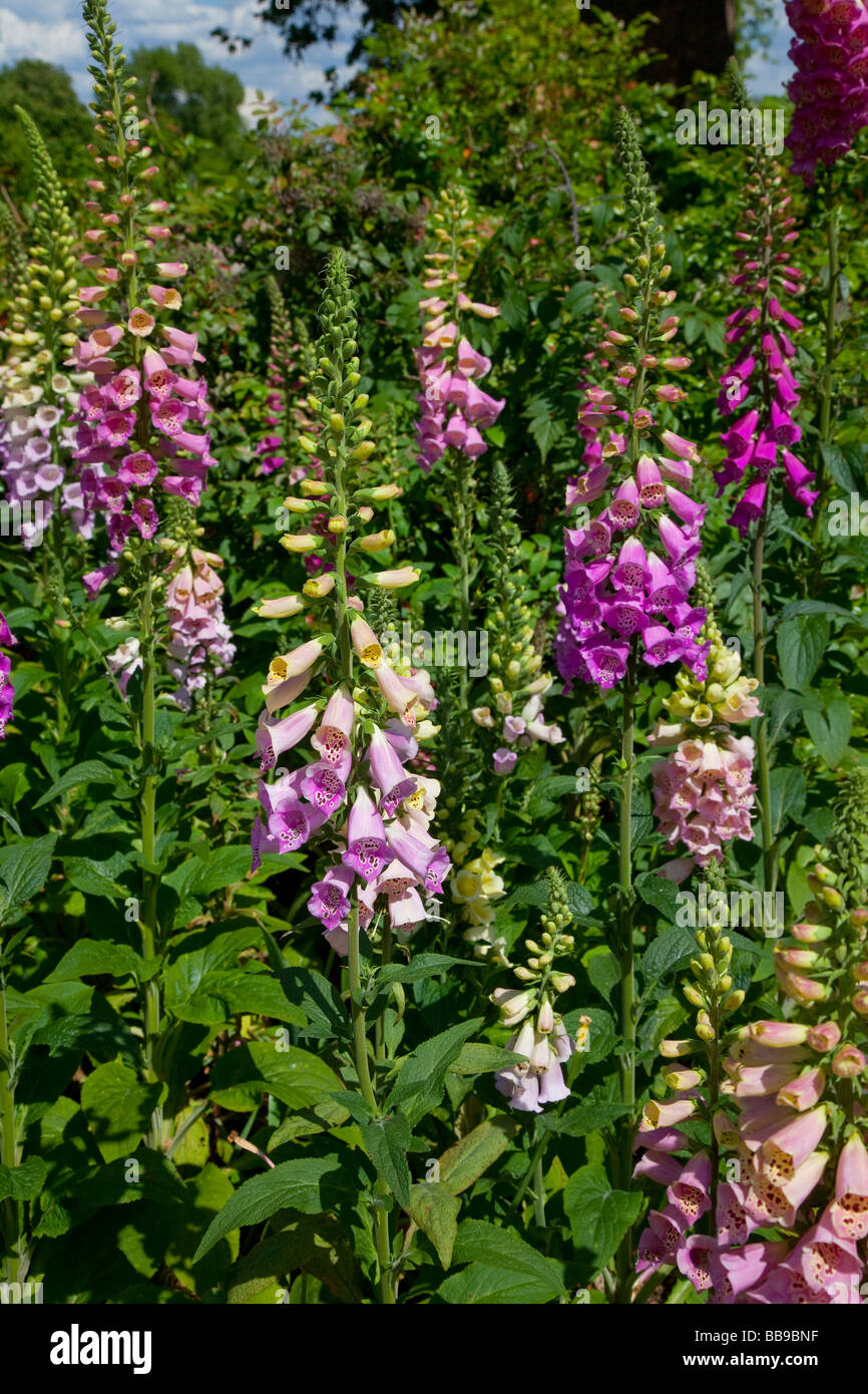 Foxglove flowers in full bloom, summer, pinks, reds Digitalis sp. Stock Photo