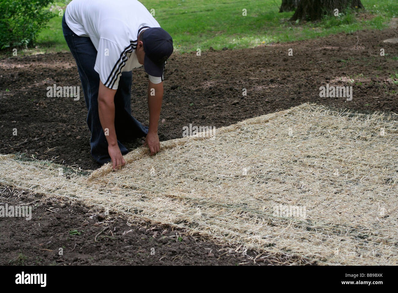 Straw mat being laid over new grass seeding for erosion control Stock