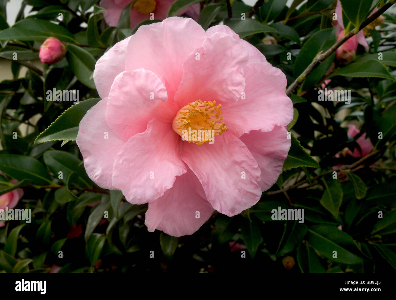 Camellia japonica pink shrub hi-res stock photography and images - Alamy