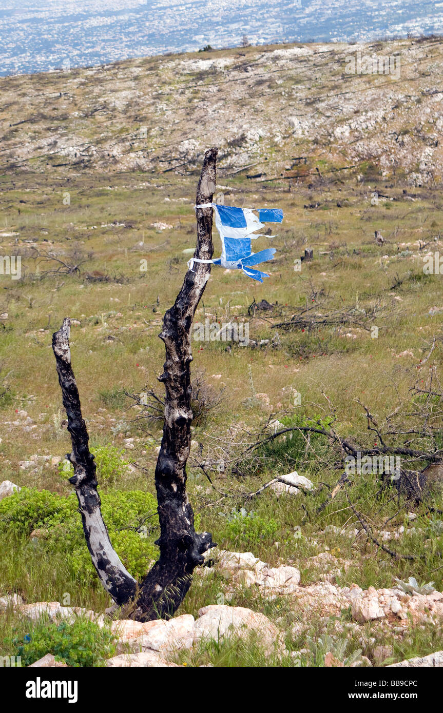 Eco catastrophe-lonely burned tree with a piece of the greek flag, after human- caused forest fire in the mountain around Athens Stock Photo