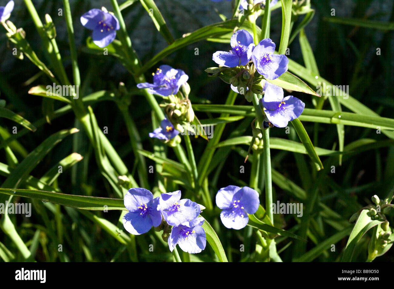 Blue Spiderwort flowers, latin name Tradescantia virginiana on a sunny day in Florida Stock Photo