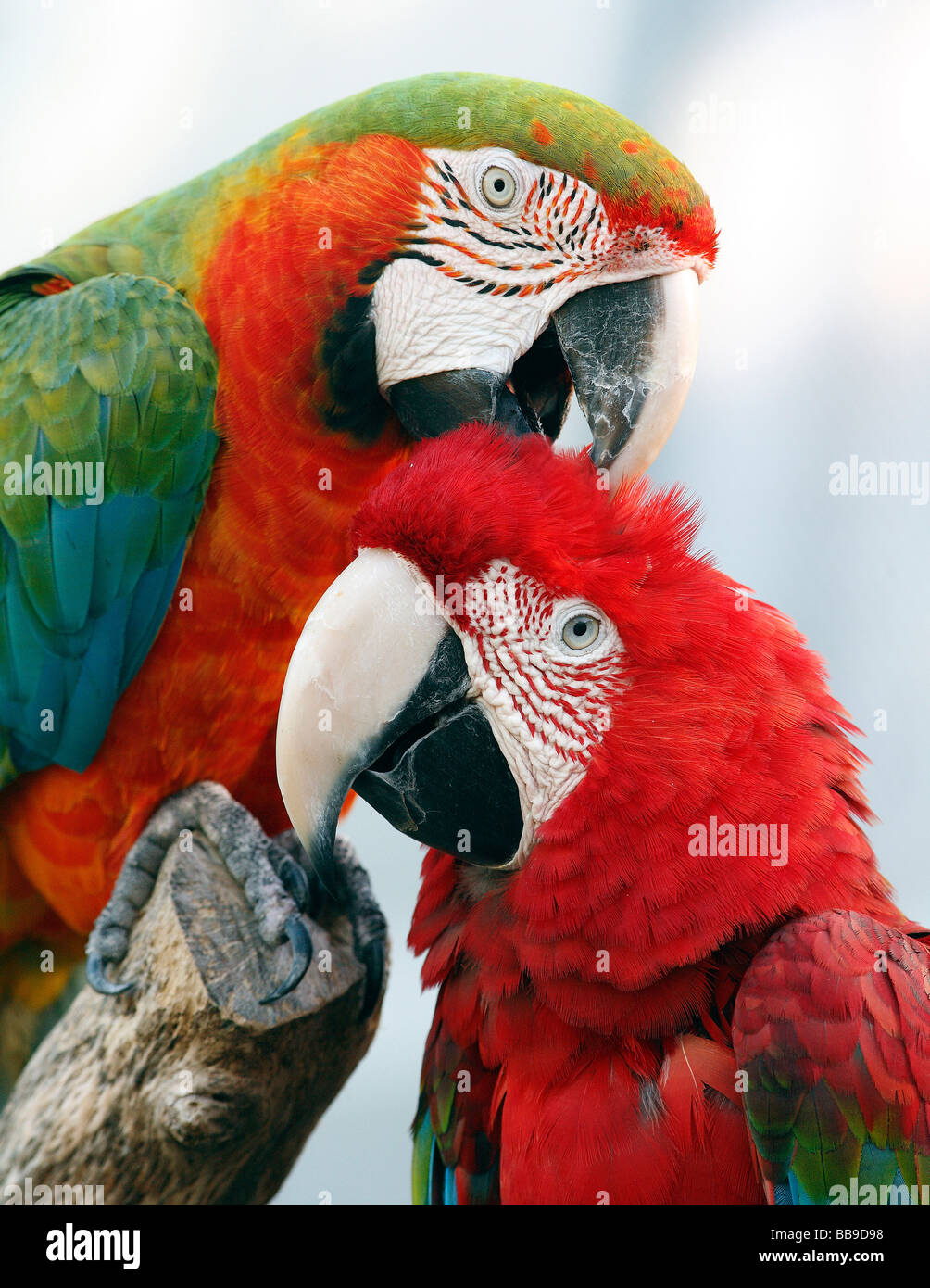 Two Macaws being friendly with each other. Stock Photo
