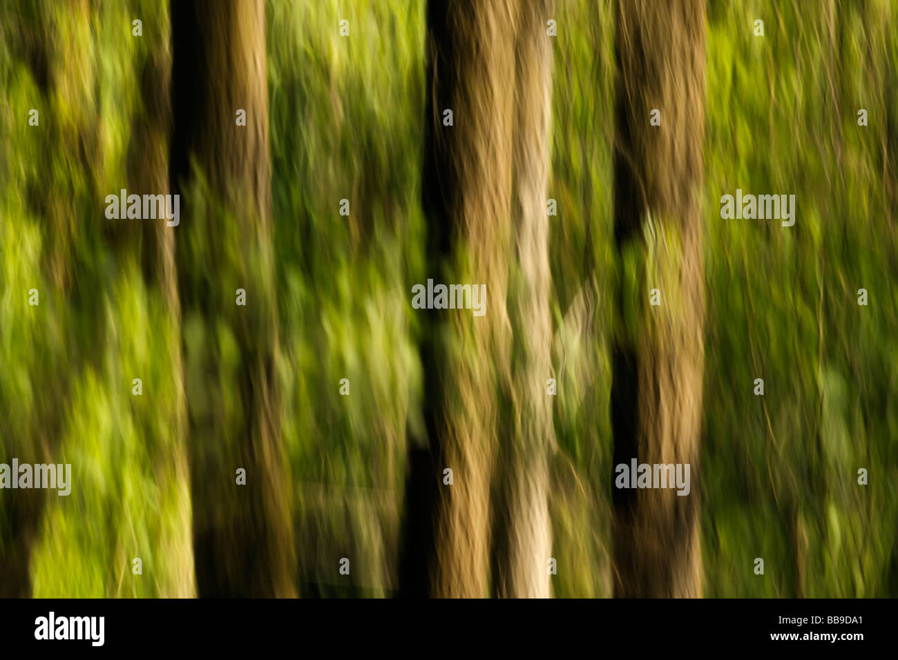 Broadleaved woodland hi-res stock photography and images - Alamy