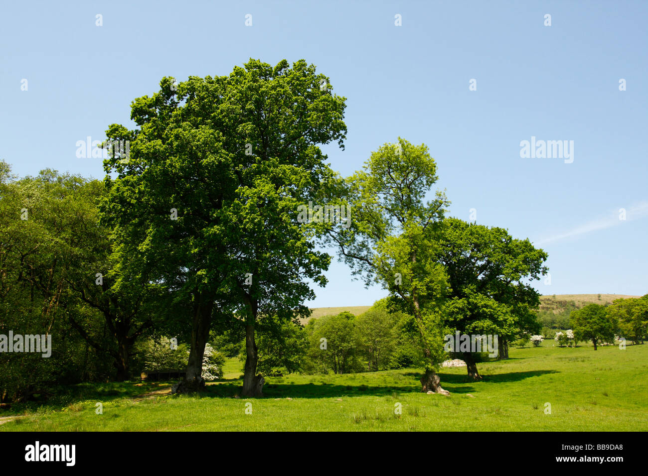 Countryside near Coed-y-bedw Nature Reserve, near Cardiff, South Wales, U.K. The hill in the background is Garth Mountain Stock Photo