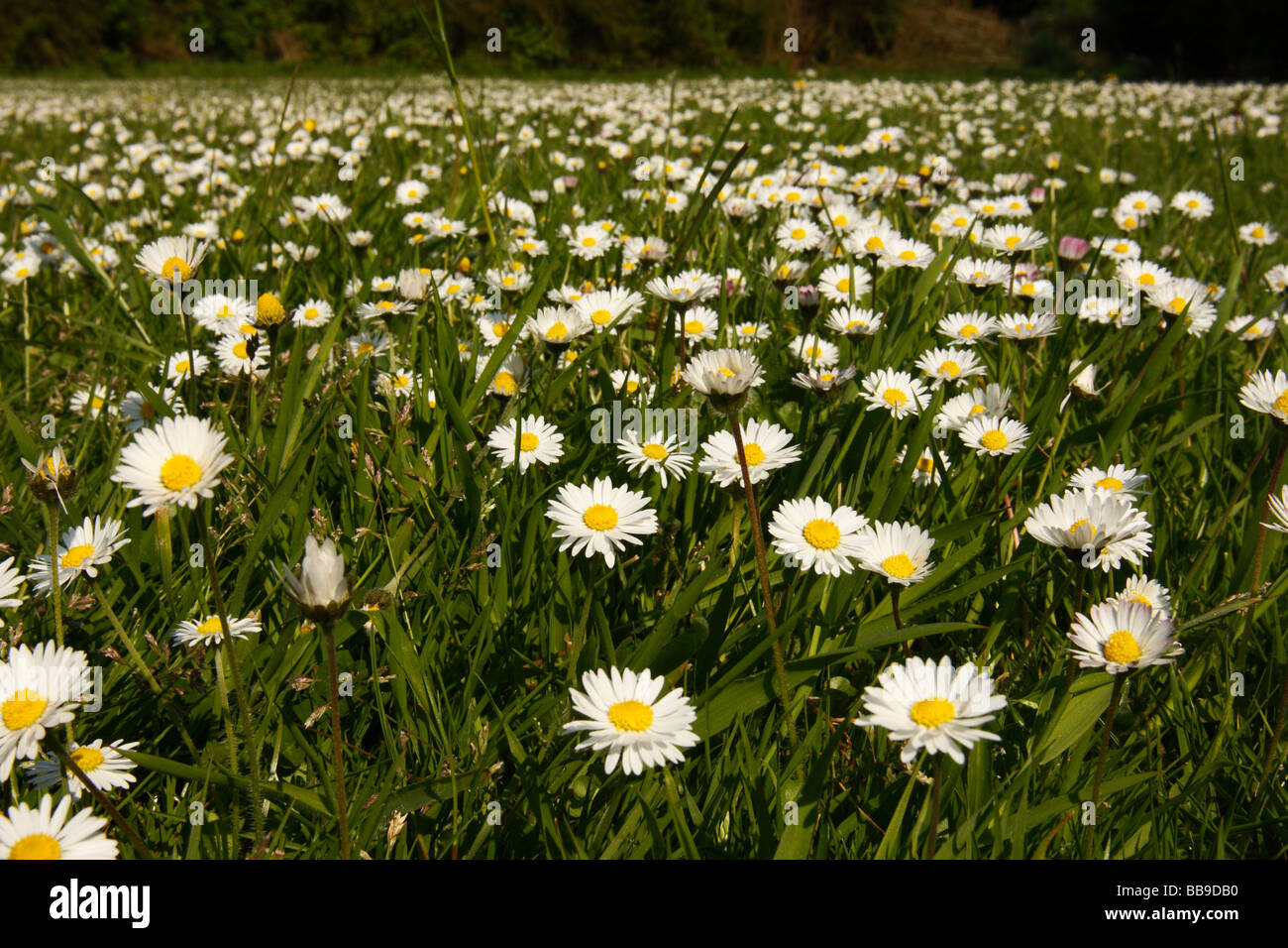 Daisies, Bellis perennis, in a meadow in Spring Stock Photo
