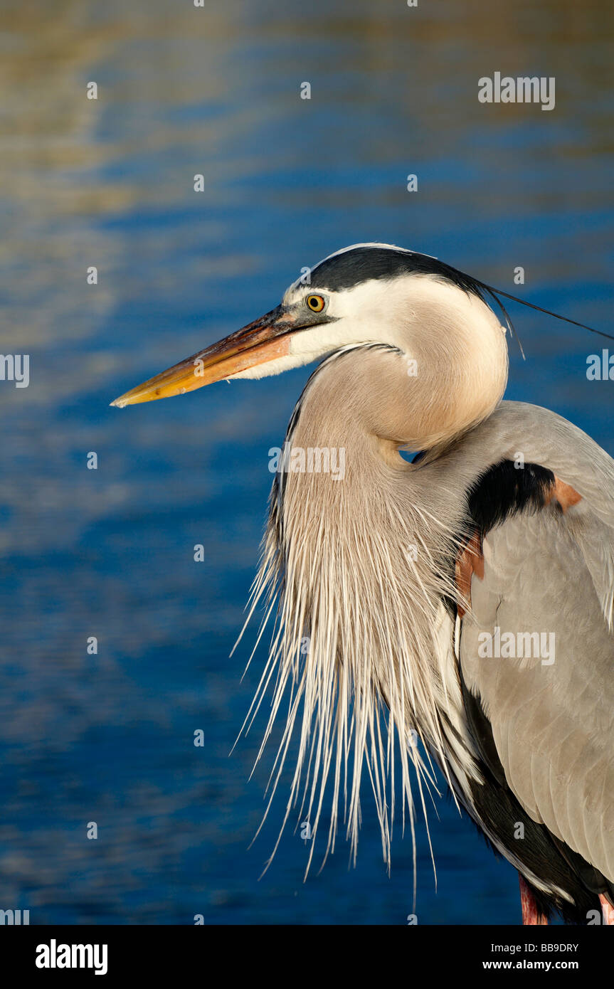 Alabama gulf coast bird hi-res stock photography and images - Alamy
