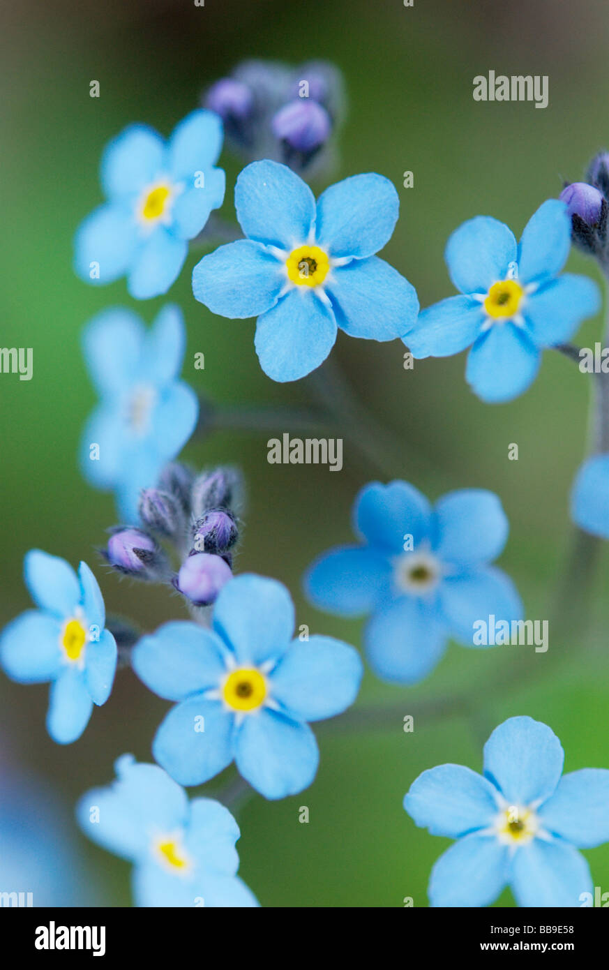Forget-me-not Stock Photo