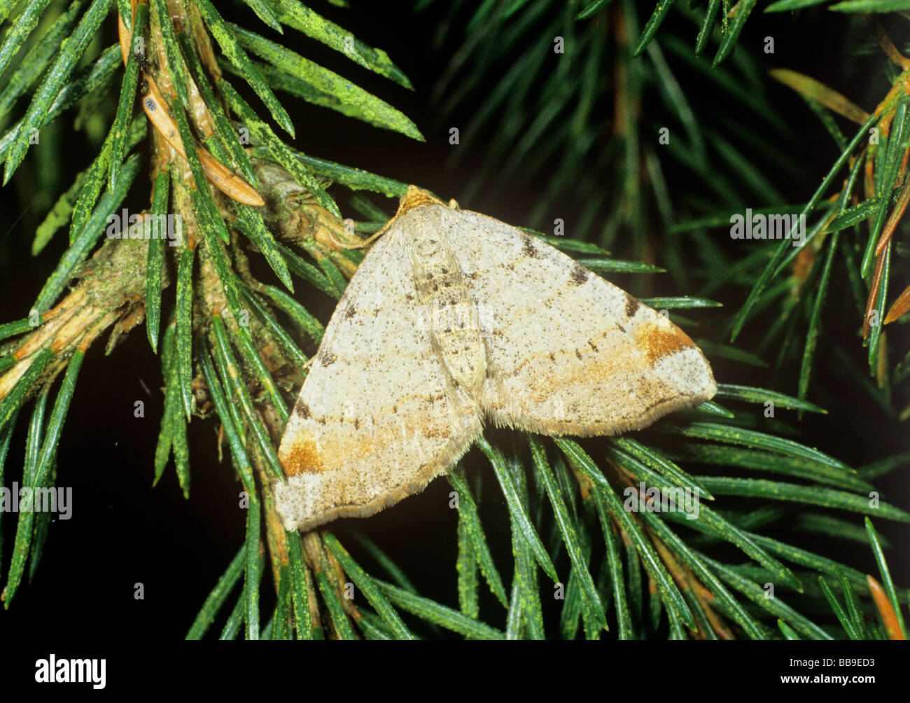 portrait of tawny barred angle moth Macaria Semiothisa liturata germany Stock Photo